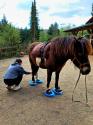 Tiergestützte Therapie in der Psychotherapie 