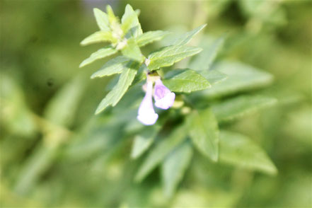 Therapeutische Heilkraft der Natur im Odenwald